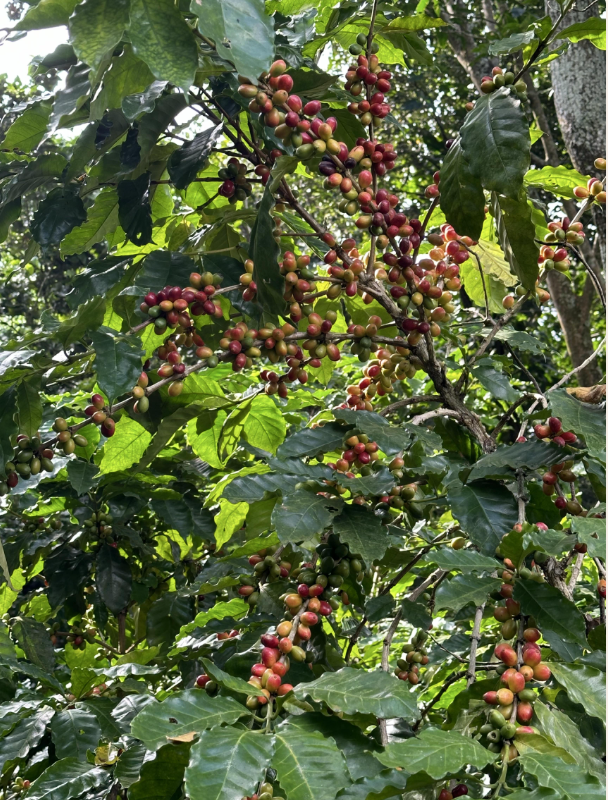 Foto de la finca 1