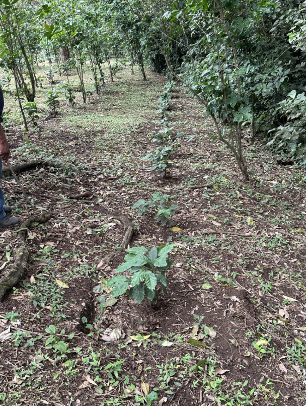 Foto de la finca 2