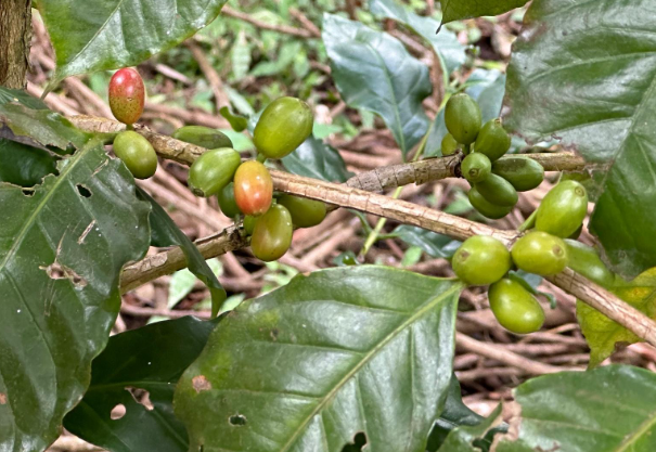 Foto de la finca 3